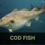 CodFish